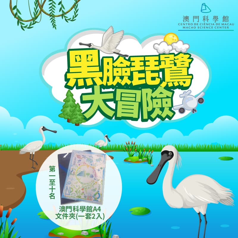 黑臉琵鷺大冒險